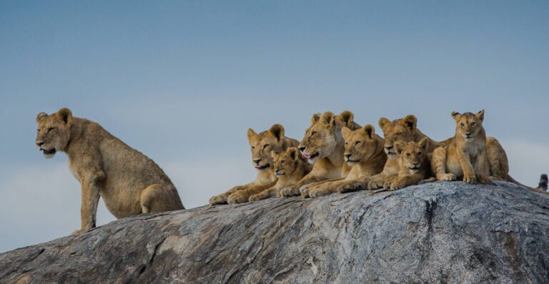 3 Days Tarangire, Ngorongoro and Lake Manyara Safari